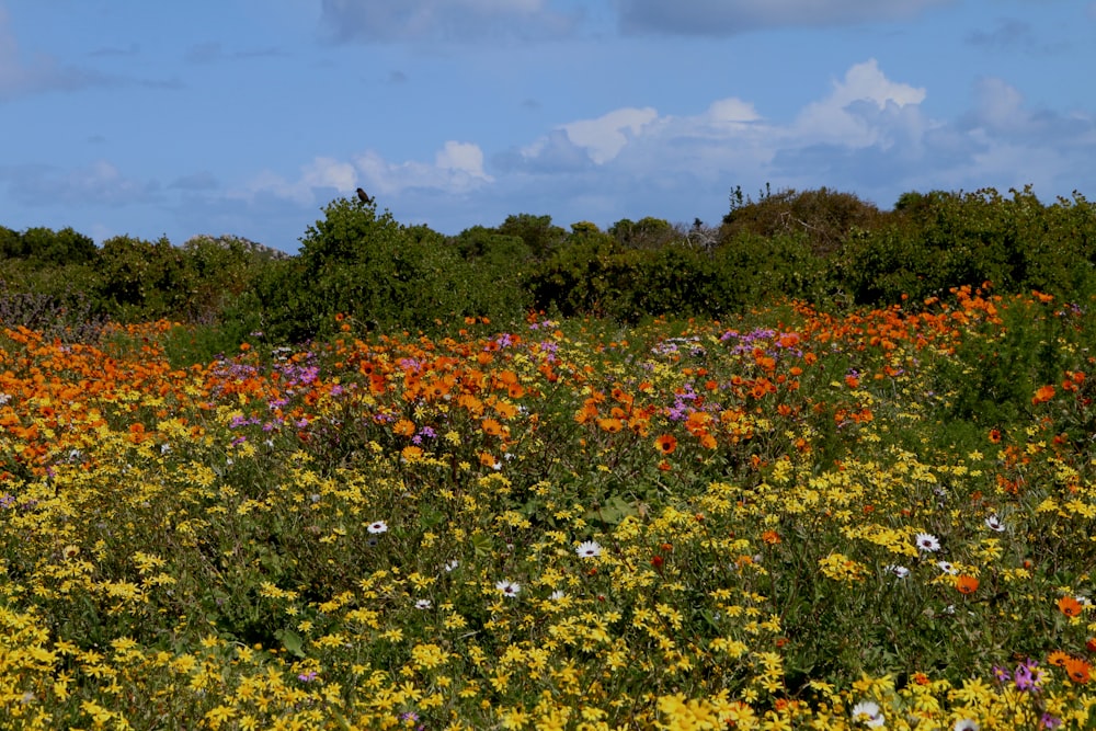 a field full of wild flowers under a blue sky