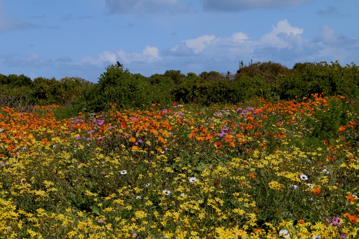 Cape Town September — spring wildflowers in mixed colours under a clear blue sky at West Coast National Park