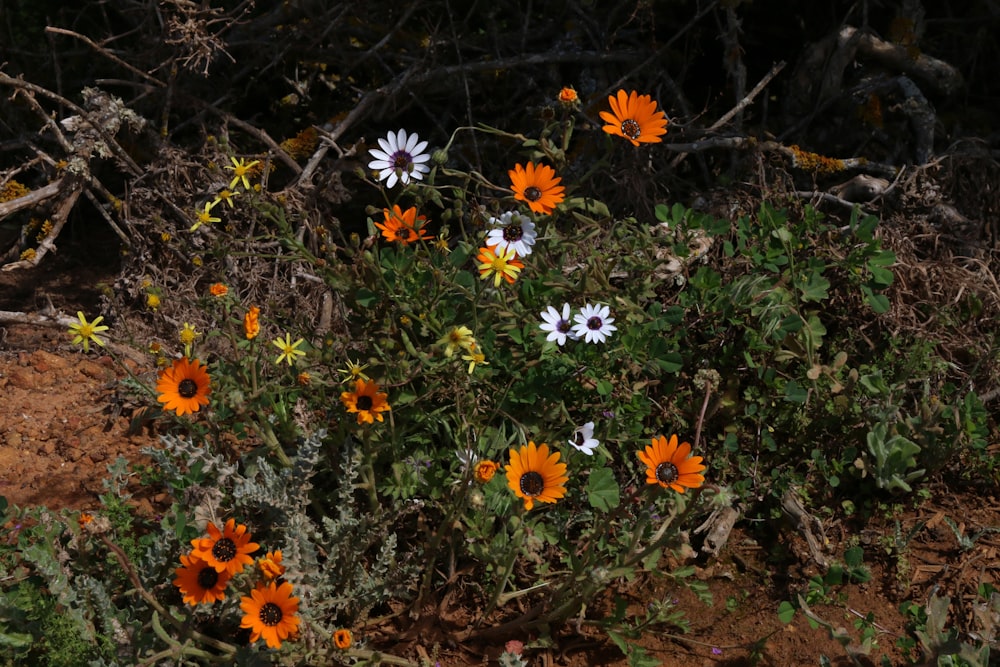 a group of wildflowers growing in a field