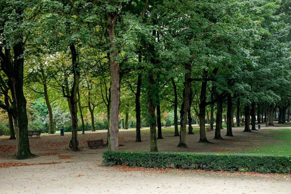 a row of trees in a park with a bench