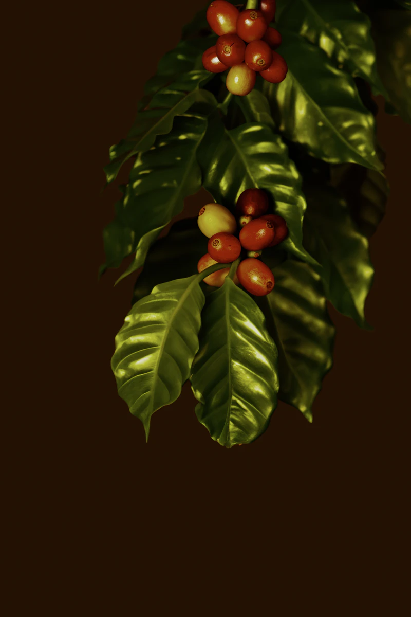 Red coffee cherries on branch