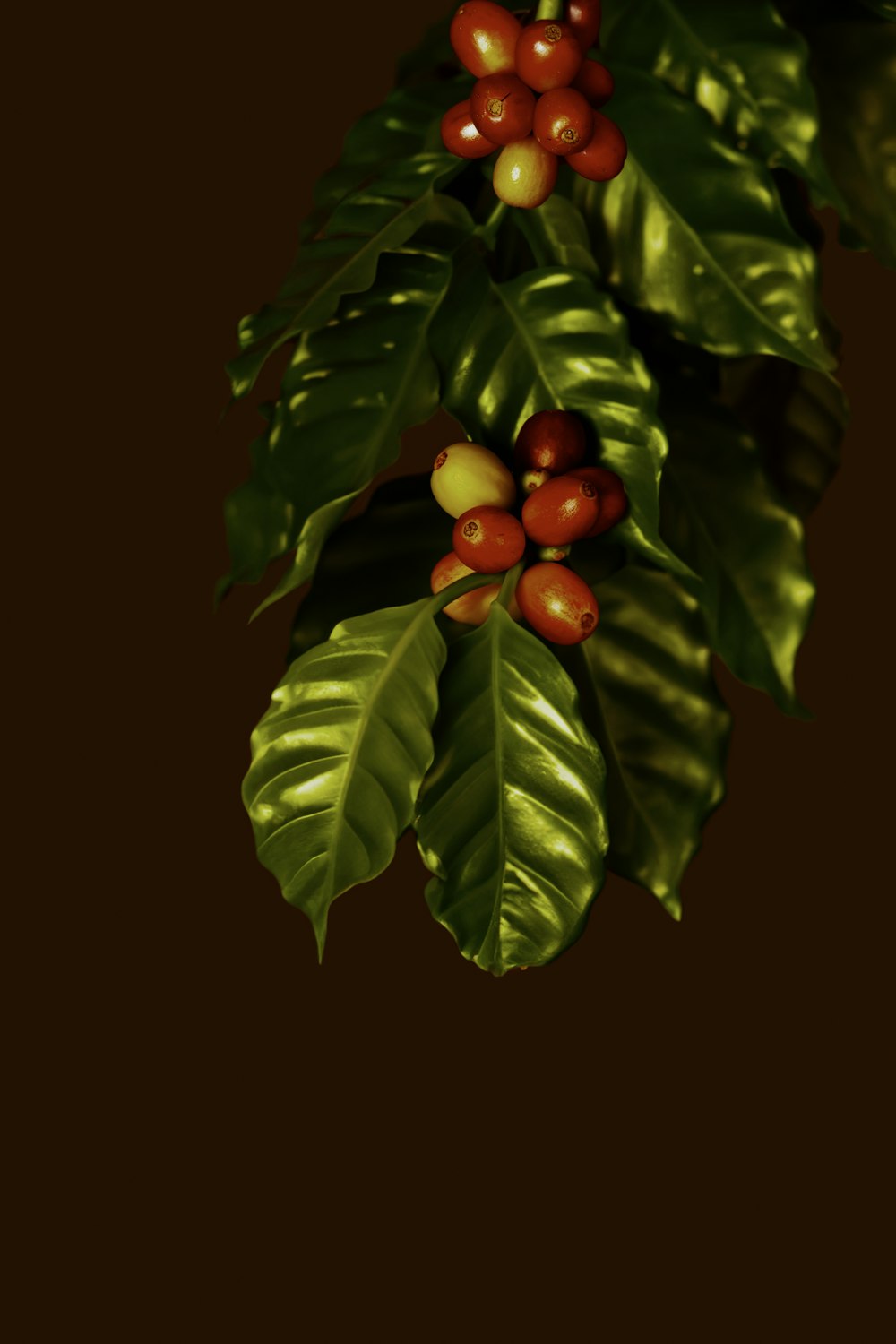 Kenya AA Nyeri