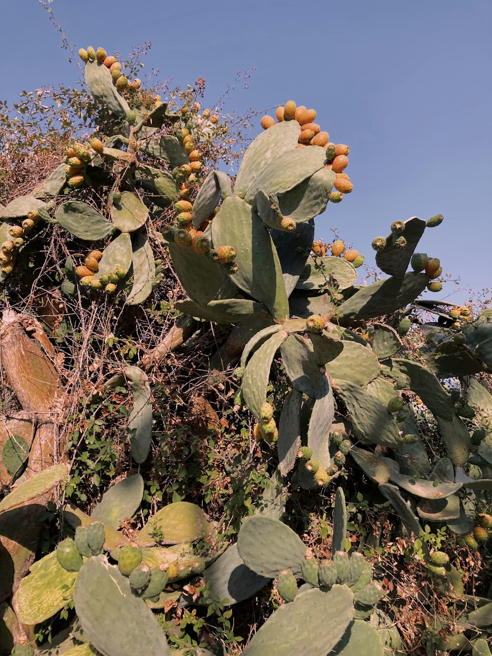 a large cactus with lots of fruit growing on it