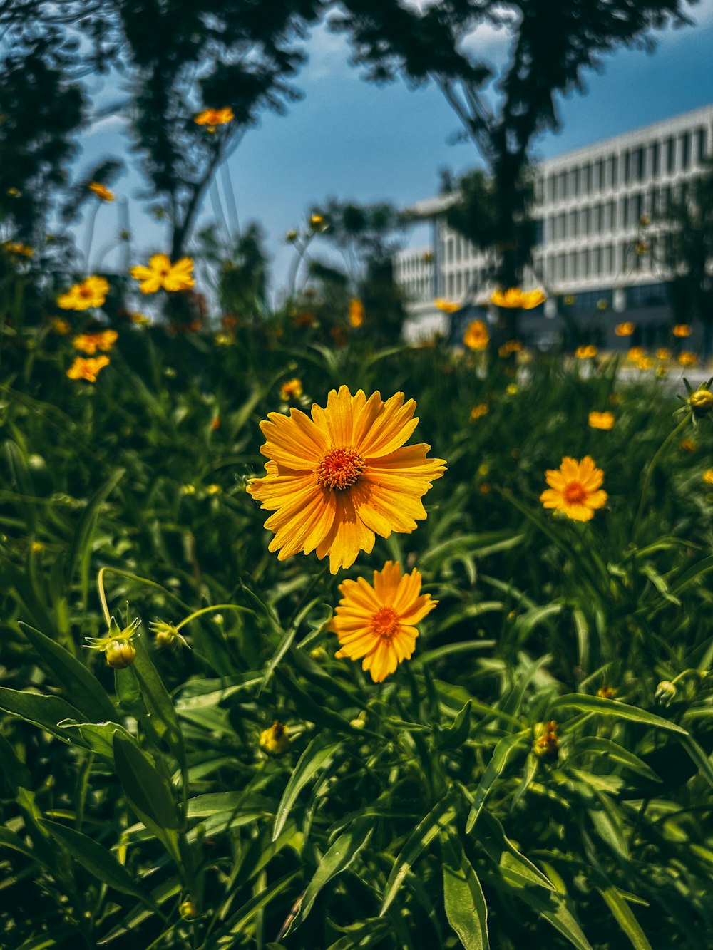 a field of yellow flowers with a building in the background