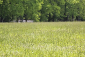 A lush green plot surrounded by nature.