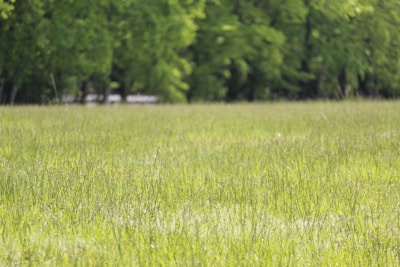 A lush green plot surrounded by nature.