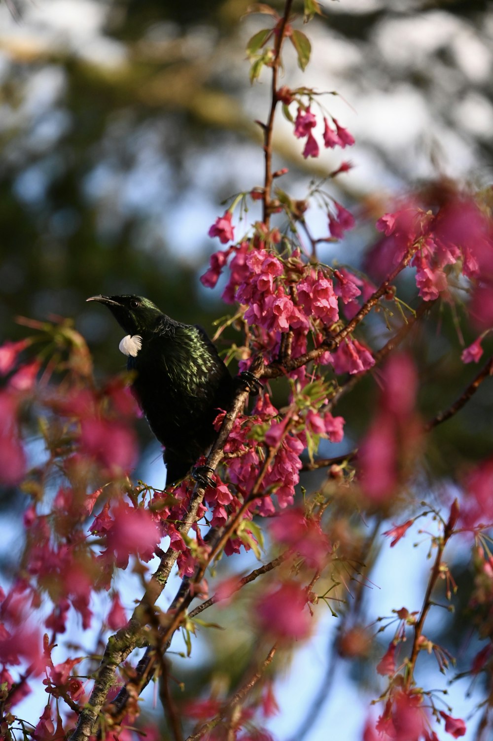 a black bird sitting on top of a tree filled with pink flowers