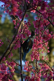 A vibrant bird perched on a blooming cherry blossom branch.