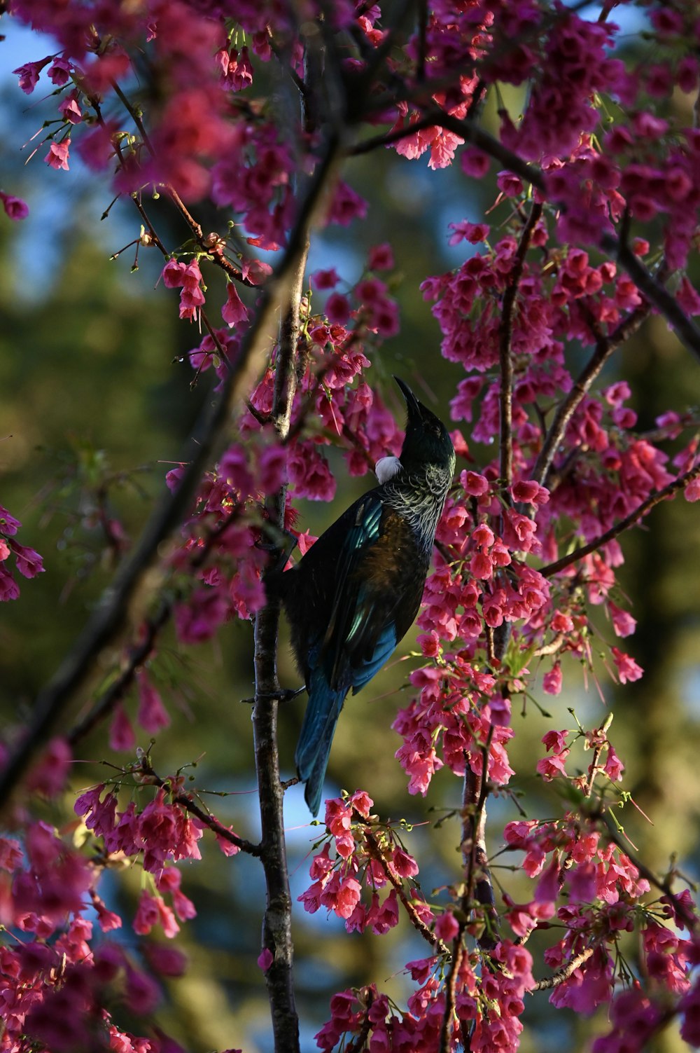 a bird sitting on a branch of a tree with pink flowers