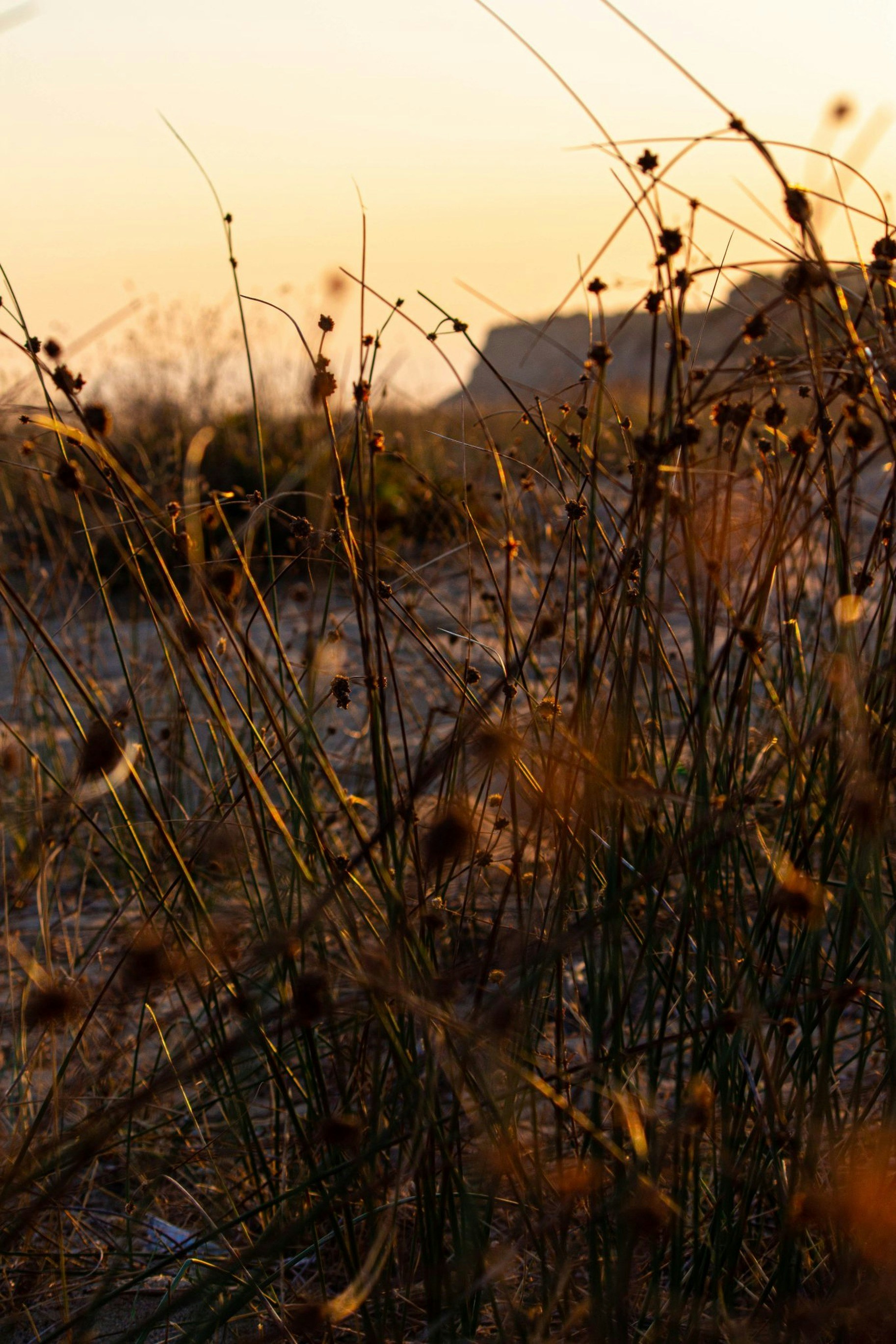 the-sun-is-setting-over-a-field-of-tall-grass-fc32nTCE0yM