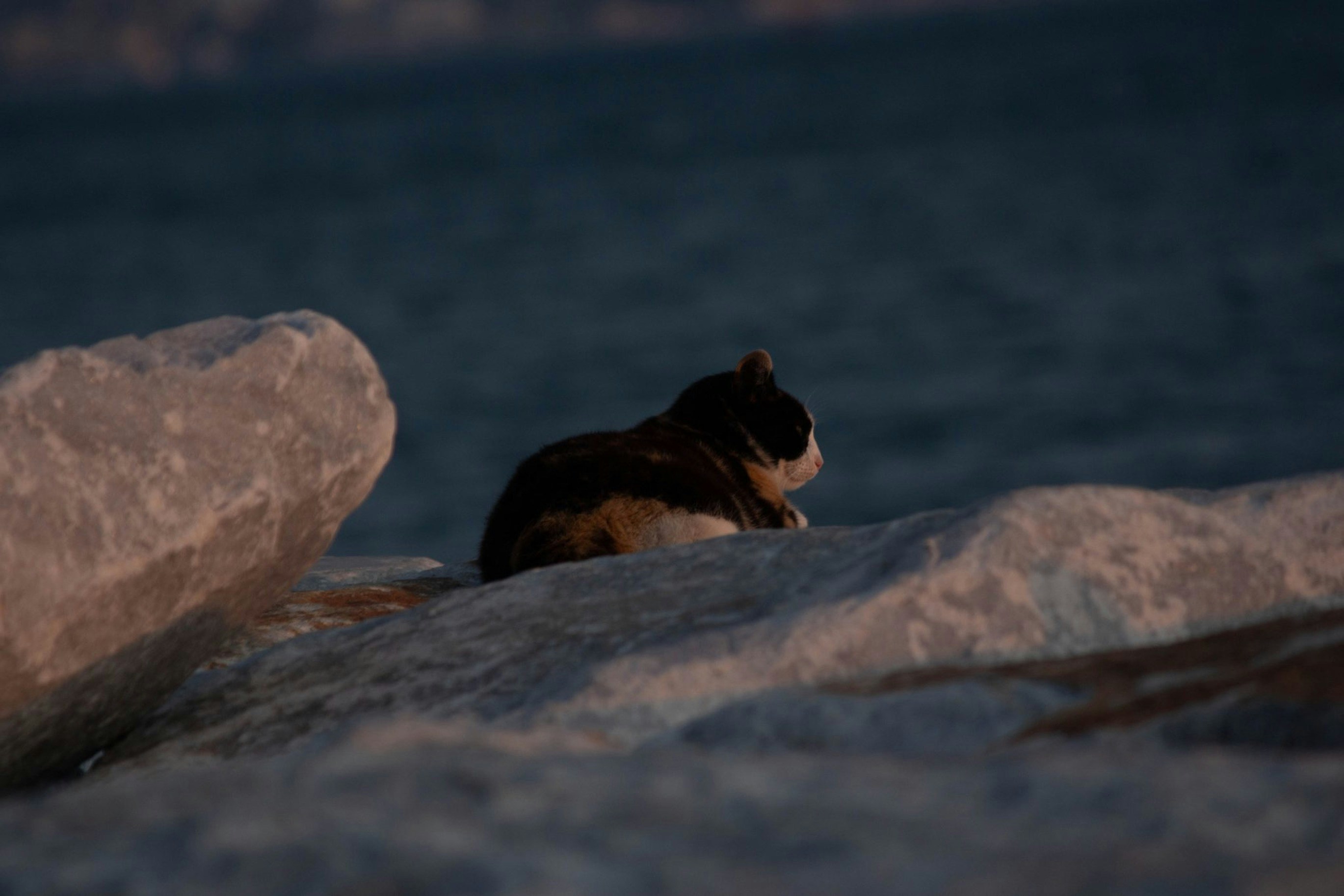 a-cat-is-sitting-on-a-rock-by-the-water-m99lsZ1AEVQ