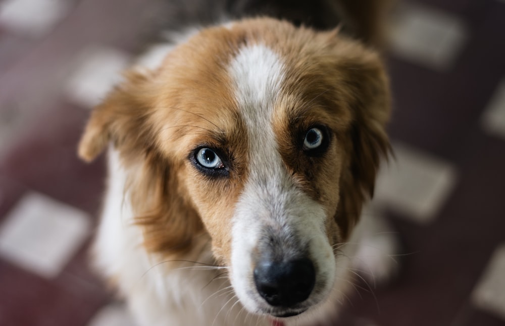 a brown and white dog with blue eyes looking up