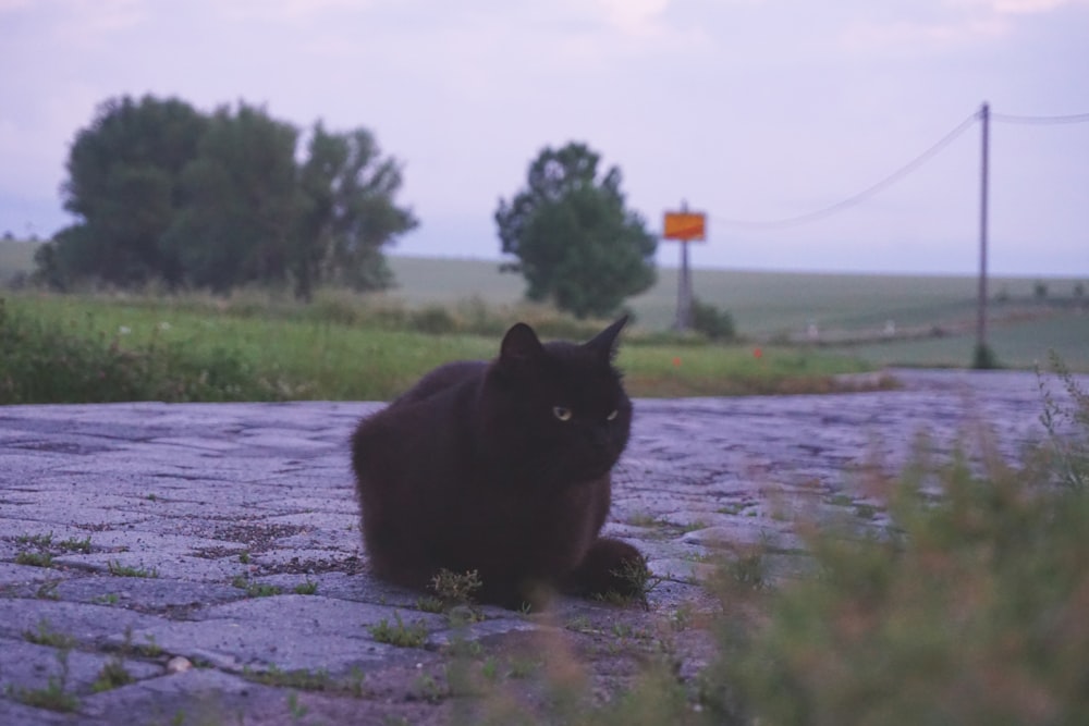 a black cat is sitting on a cobblestone road