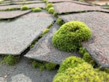 Shingles on a roof are covered in patches of lush green moss, creating a textured and natural appearance. The moss forms clumps between and on the edges of the shingles, which have a weathered look.