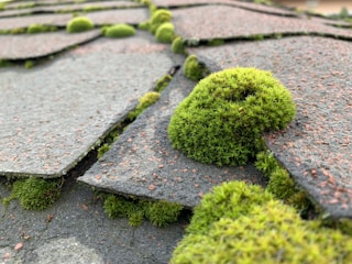 Shingles on a roof are covered in patches of lush green moss, creating a textured and natural appearance. The moss forms clumps between and on the edges of the shingles, which have a weathered look.
