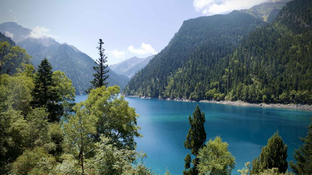 a large body of water surrounded by trees