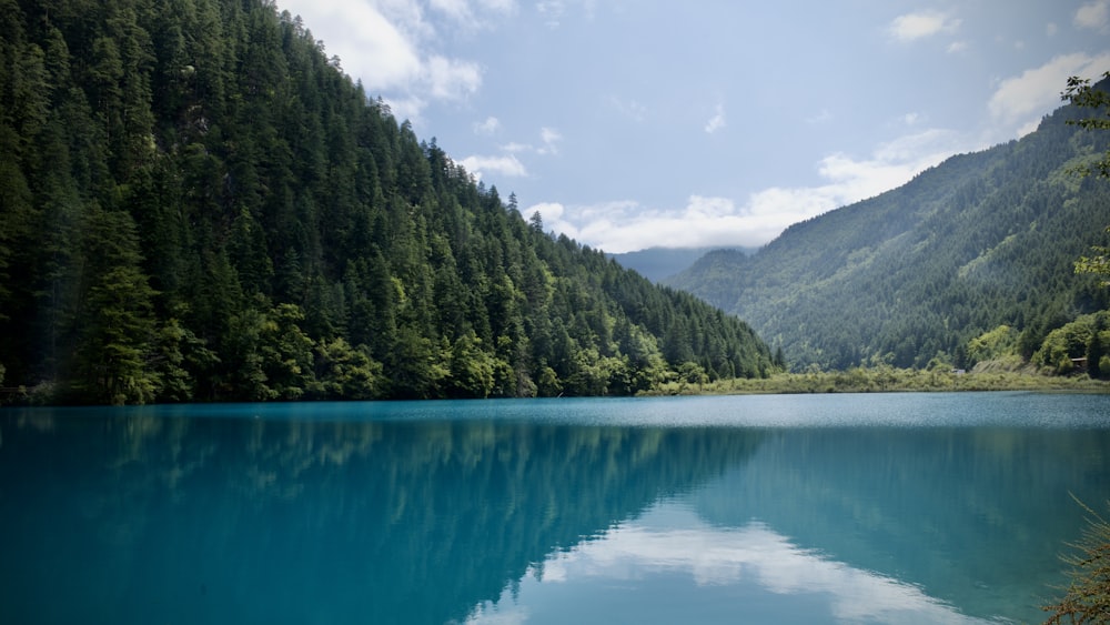 a large body of water surrounded by a forest