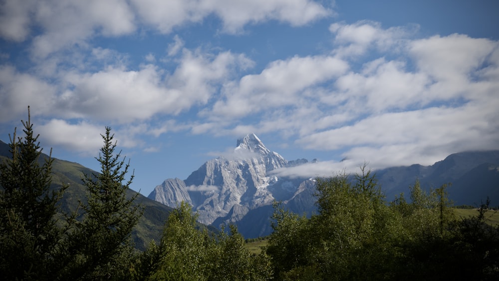 a snow covered mountain in the distance with trees in the foreground