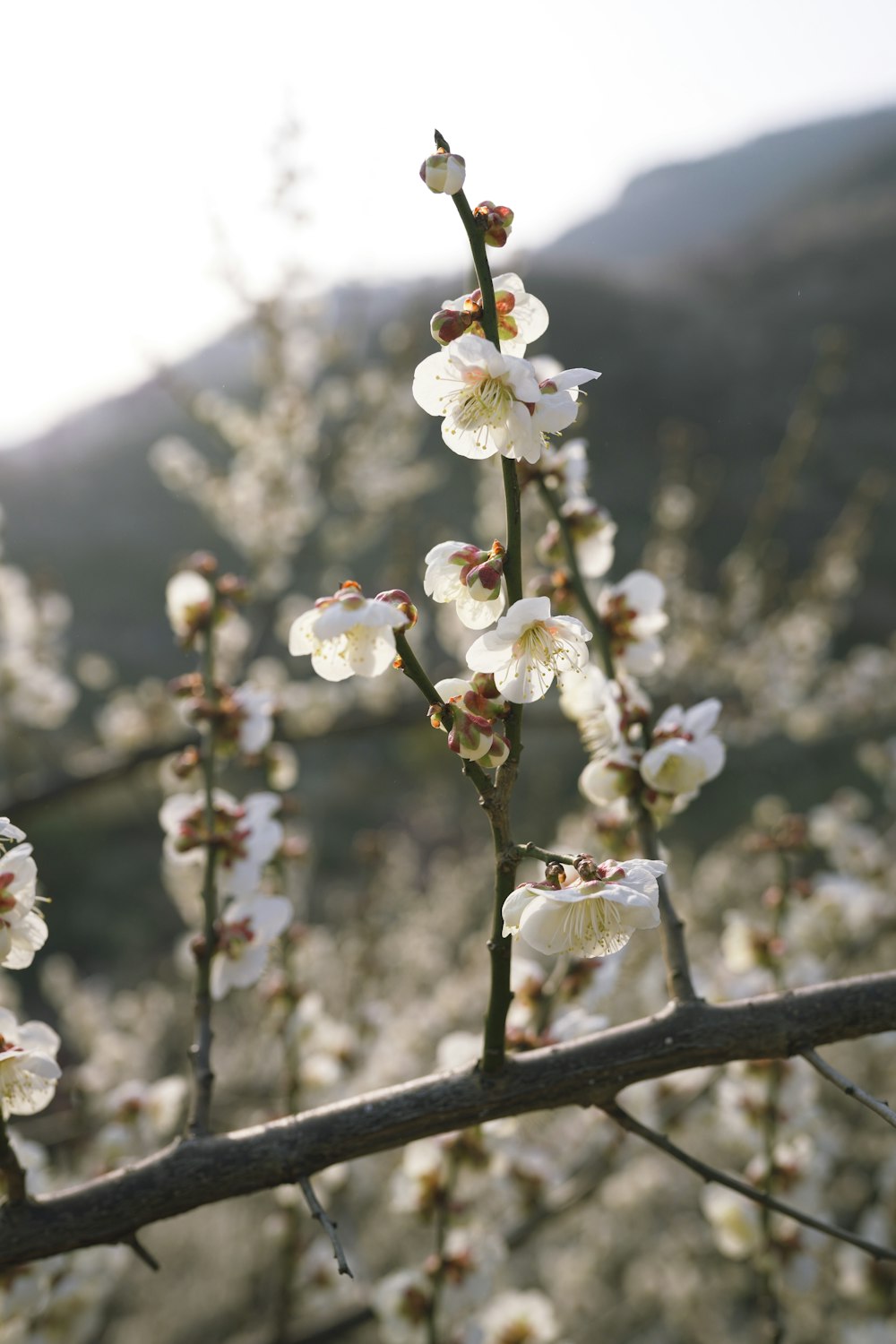 a close up of a tree with white flowers