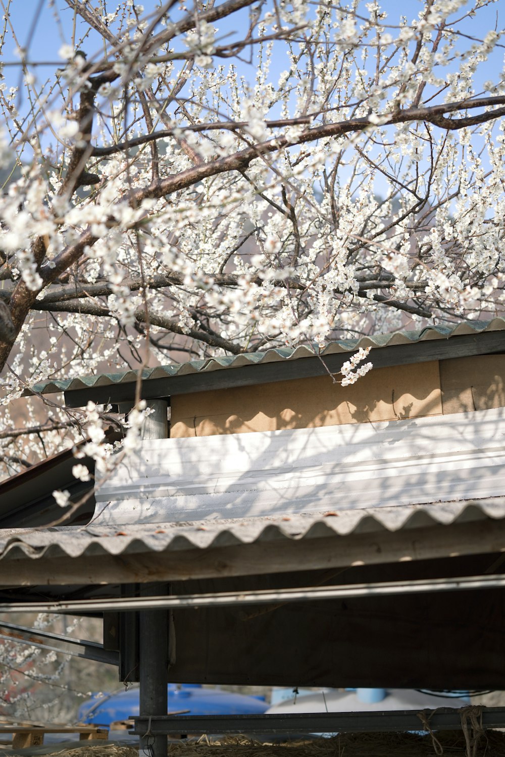 a bird perched on a roof next to a tree