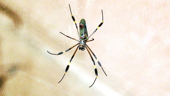 A spider with long, slender legs and a detailed pattern on its body hangs in the center of a finely woven web. The background is a soft, blurry beige, highlighting the intricate web and making the spider the focal point.