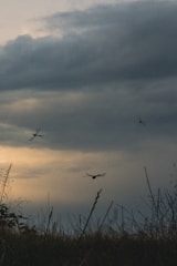 Researchers in the field observing dragonflies near a wetland at sunset.