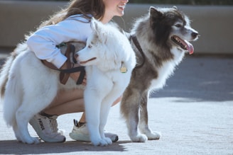 A friendly person in casual clothes collecting dog waste in a sunny backyard with happy dogs nearby.