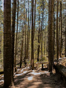 a path in the woods with snow on the ground