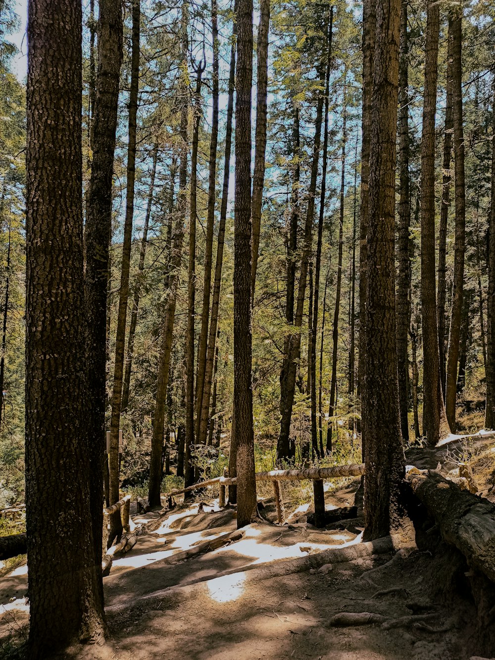 Un chemin dans les bois avec de la neige au sol