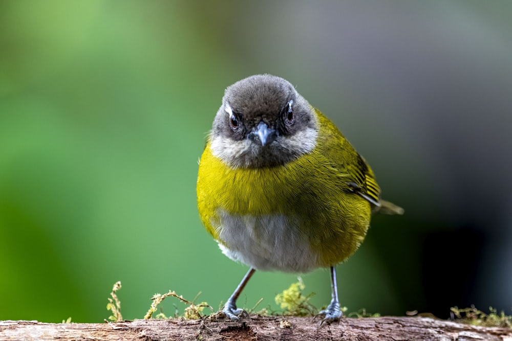 a small yellow and gray bird sitting on a branch