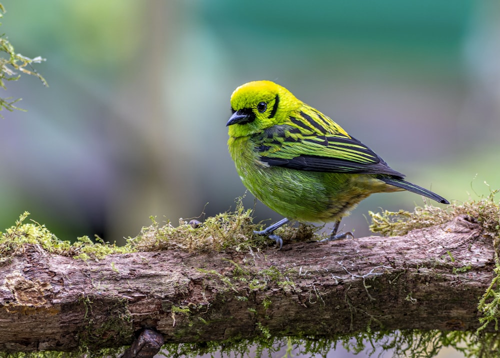 a small green bird perched on a tree branch