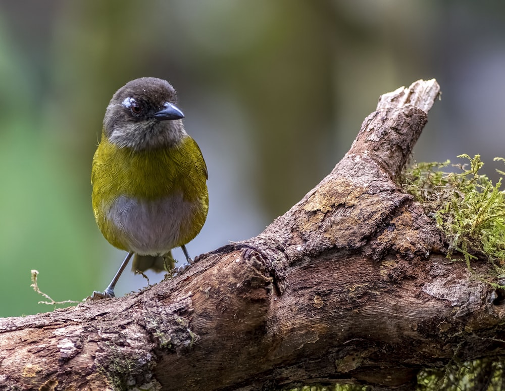 a small bird sitting on top of a tree branch