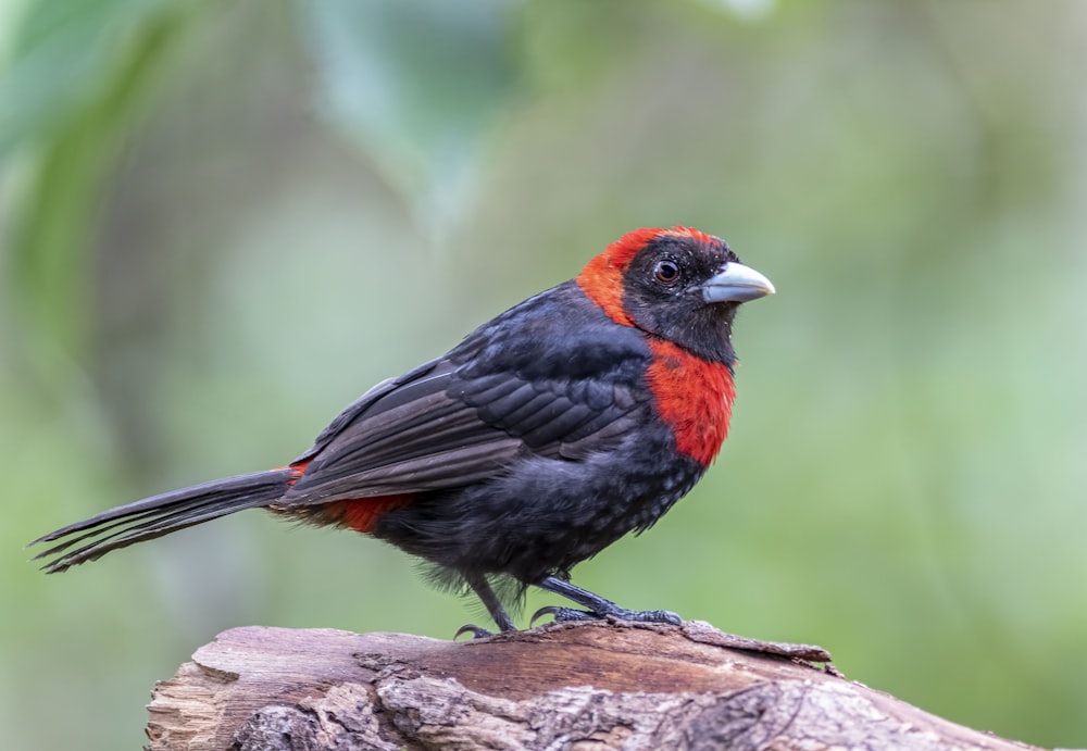 a red and black bird sitting on a tree branch