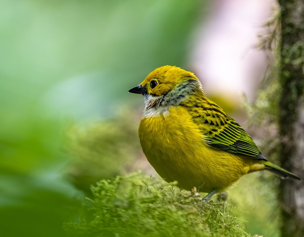 a small yellow bird perched on a tree branch