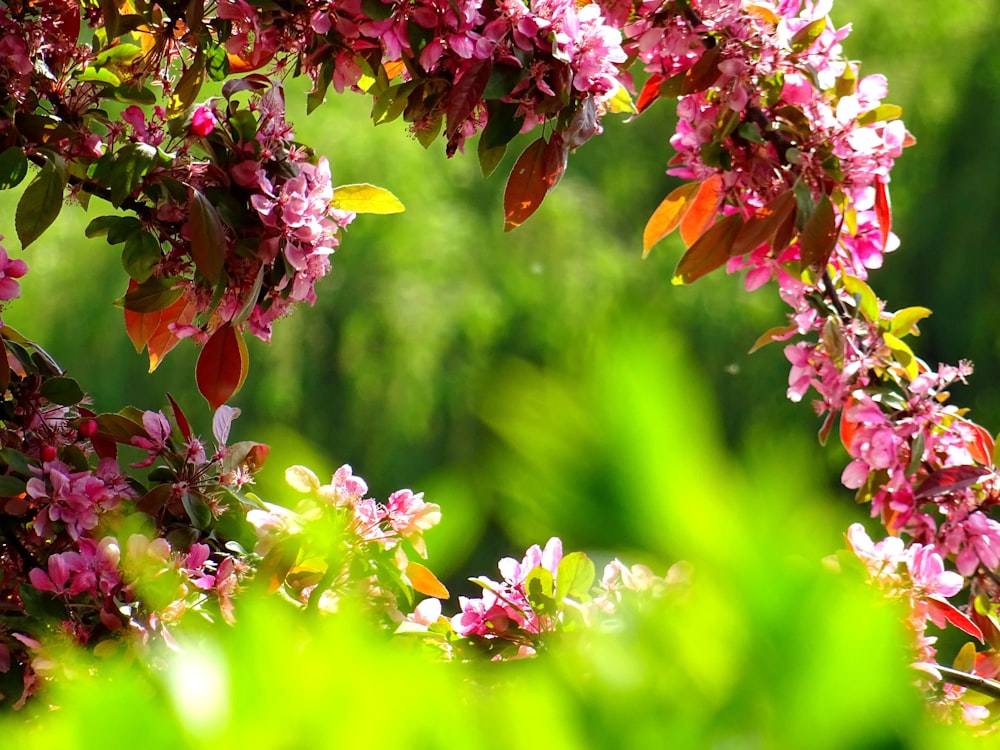 a close up of a bunch of flowers on a tree