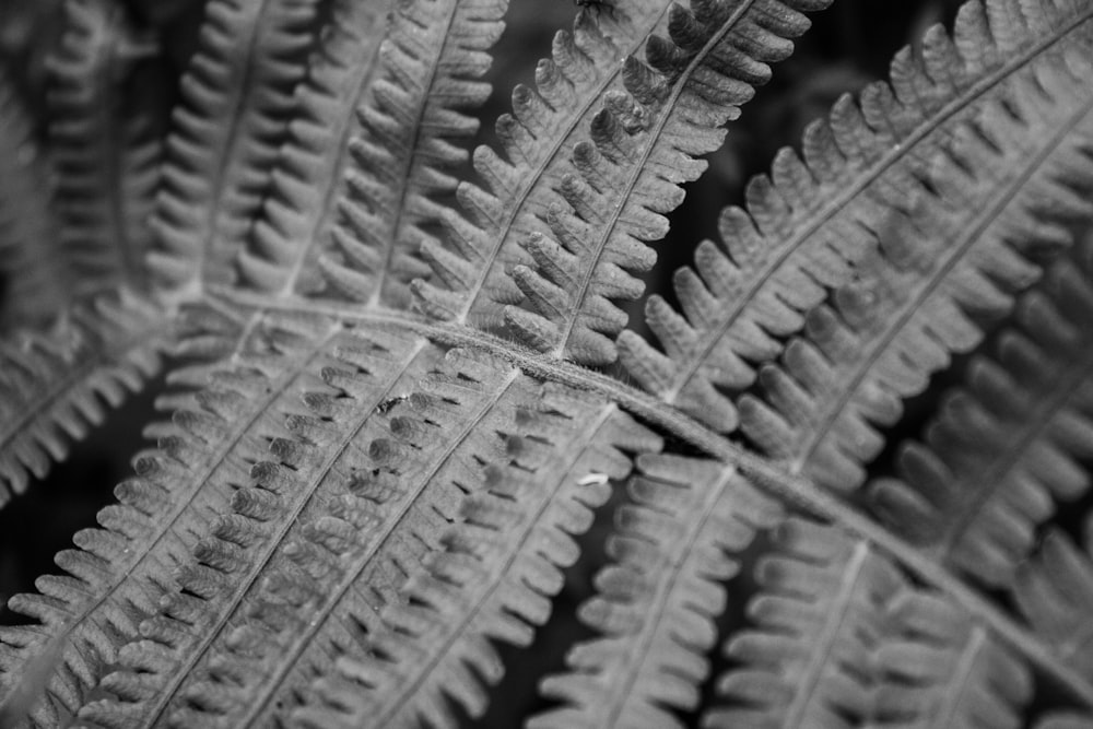 a black and white photo of a leaf