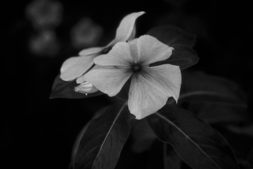 a black and white photo of a flower