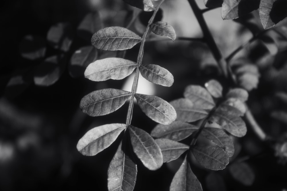 a black and white photo of some leaves