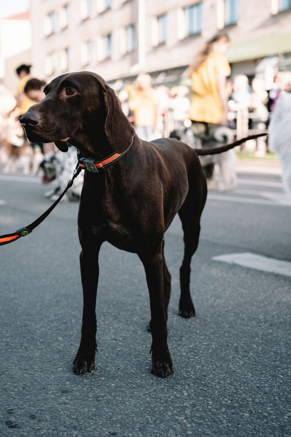 Ein großer brauner Hund, der am Straßenrand steht