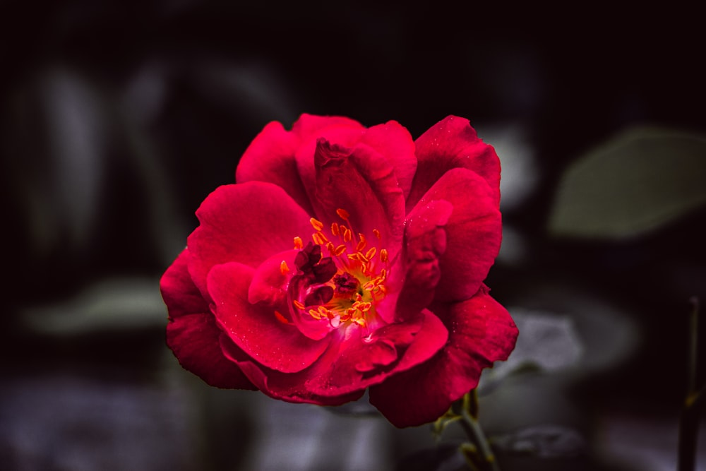 a red flower with a yellow center on a dark background