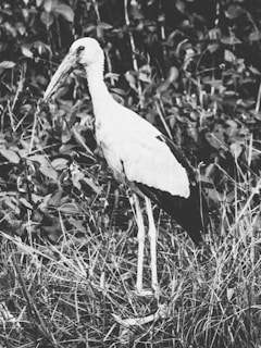 A black and white photograph of a large bird with a long beak standing in tall grass. The background is filled with dense foliage and leaves, creating a natural and wild setting.