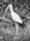 A black and white photograph of a large bird with a long beak standing in tall grass. The background is filled with dense foliage and leaves, creating a natural and wild setting.