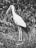 A black and white photograph of a large bird with a long beak standing in tall grass. The background is filled with dense foliage and leaves, creating a natural and wild setting.