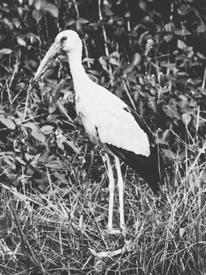 A black and white photograph of a large bird with a long beak standing in tall grass. The background is filled with dense foliage and leaves, creating a natural and wild setting.