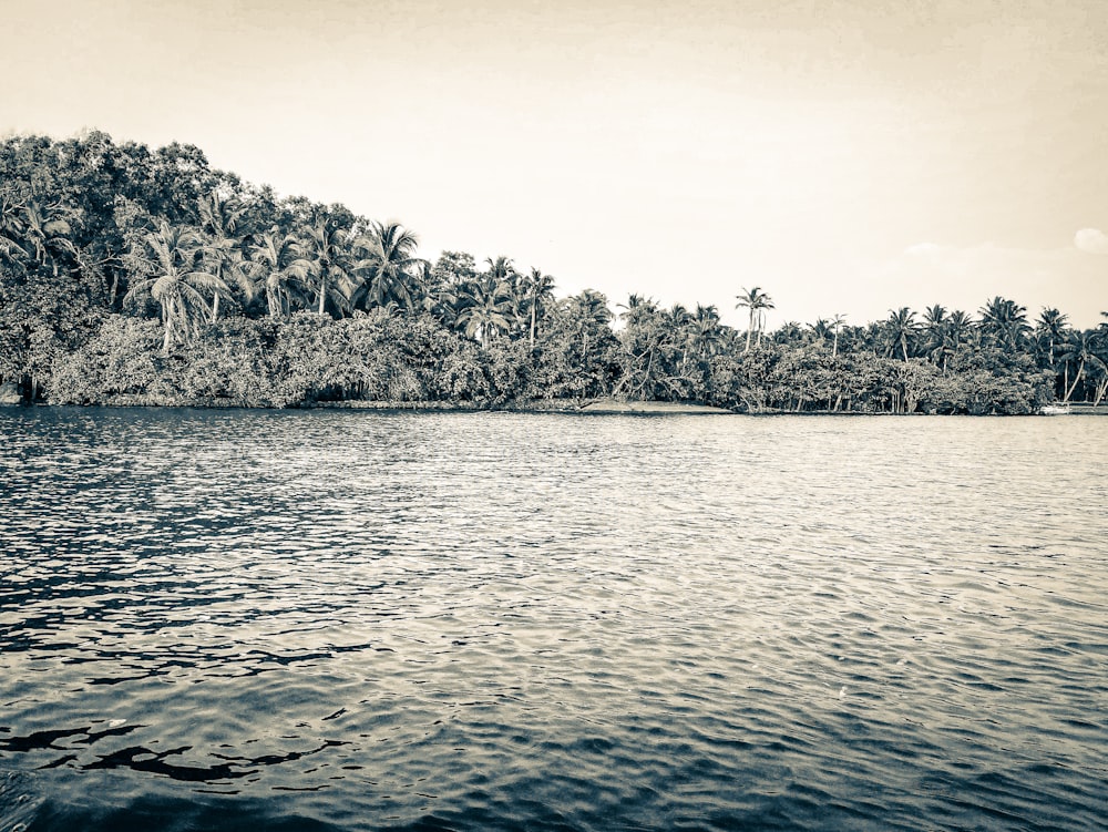 a large body of water surrounded by palm trees