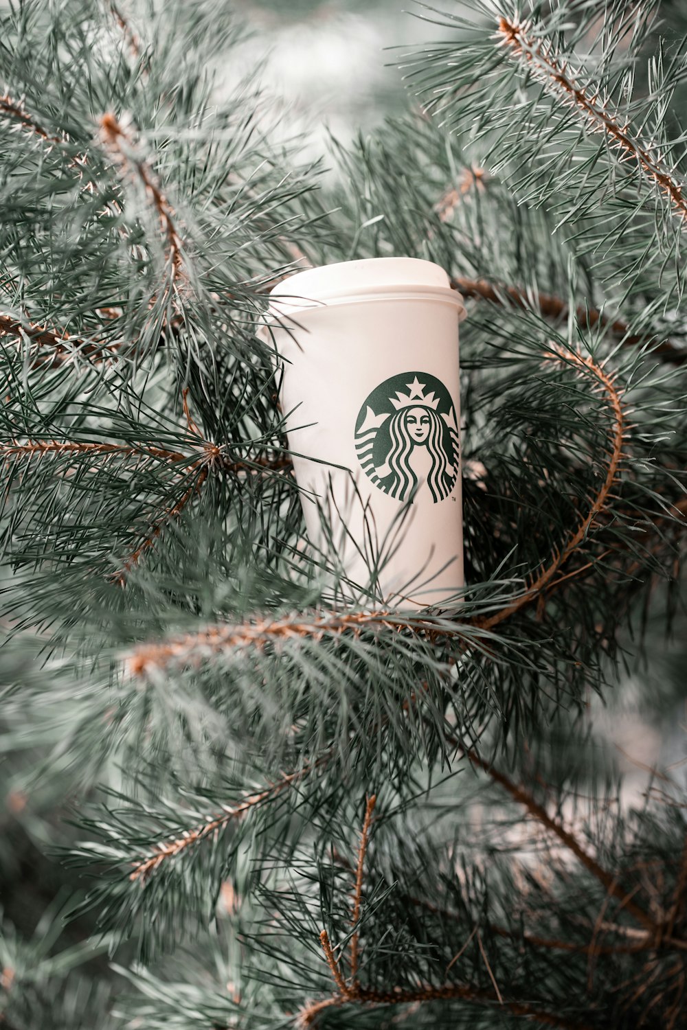 a starbucks cup sitting on top of a pine tree