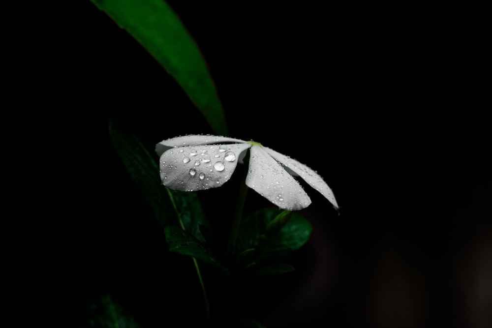 uma flor branca com gotículas de água sobre ela