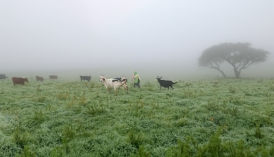 A misty pastoral scene with a grassy field where goats and cows are grazing. A person in the field accompanies the animals, wearing a yellow garment. In the background, a lone acacia tree stands amidst the fog, creating a serene and tranquil atmosphere.