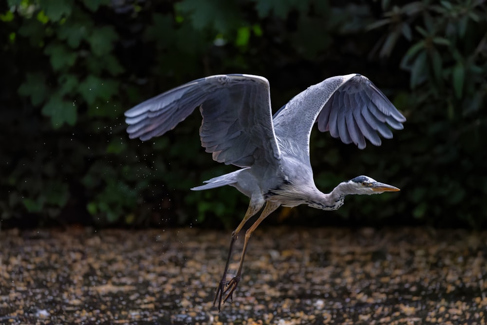 a large bird with its wings spread out in the air