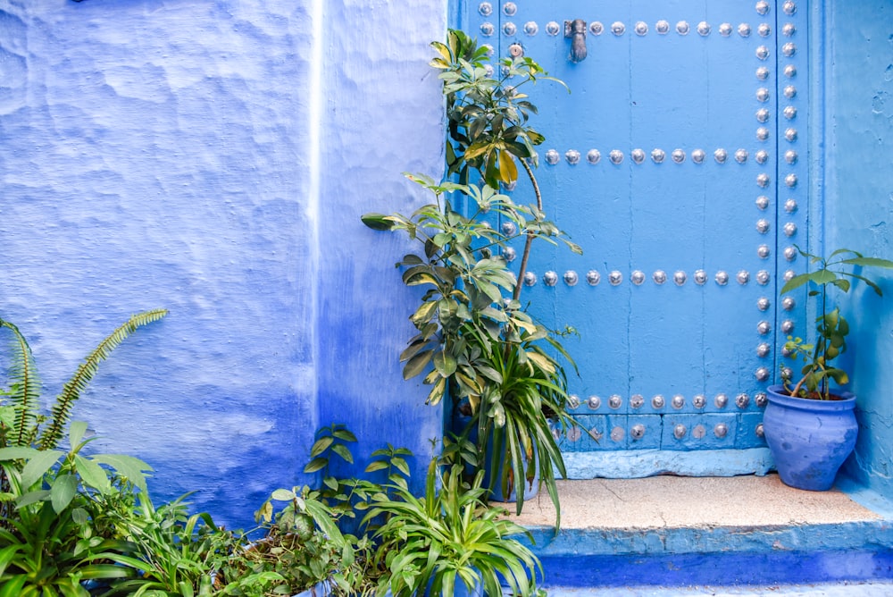 a blue door with a plant next to it
